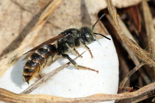 Osmia rufohirta